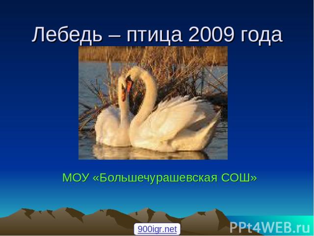 Лебедь – птица 2009 года МОУ «Большечурашевская СОШ» 900igr.net