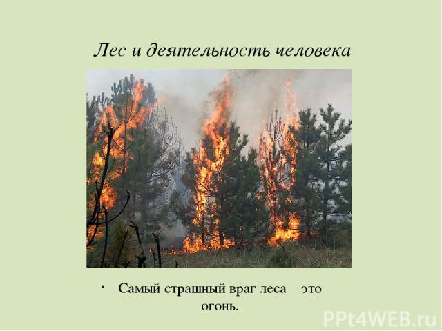 Лес и деятельность человека Самый страшный враг леса – это огонь.