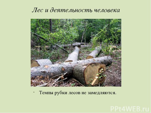 Лес и деятельность человека Темпы рубки лесов не замедляются.
