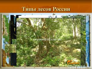 Типы лесов России Смешанный лес ТЕМНОХВОЙНАЯ ТАЙГА СВЕТЛОХВОЙНАЯ ТАЙГА ШИРОКОЛИС