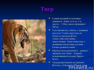 Тигр Самый крупный из наземных хищников. Длина тела до 3 м, хвоста – 110см, масс
