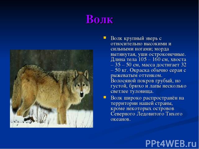 Волк Волк крупный зверь с относительно высокими и сильными ногами; морда вытянутая, уши остроконечные. Длина тела 105 – 160 см, хвоста – 35 – 50 см, масса достигает 32 – 50 кг. Окраска обычно серая с рыжеватым оттенком. Волосяной покров грубый, но г…