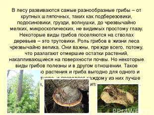 В лесу развиваются самые разнообразные грибы – от крупных шляпочных, таких как п