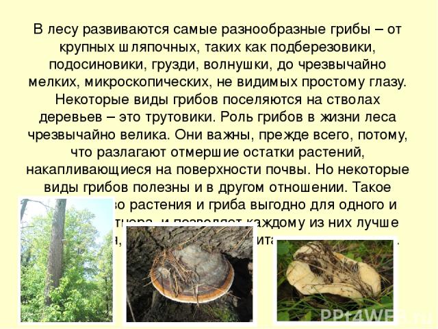 В лесу развиваются самые разнообразные грибы – от крупных шляпочных, таких как подберезовики, подосиновики, грузди, волнушки, до чрезвычайно мелких, микроскопических, не видимых простому глазу. Некоторые виды грибов поселяются на стволах деревьев – …