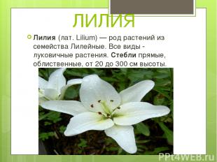 ЛИЛИЯ Лилия (лат. Lilium) — род растений из семейства Лилейные. Все виды - луков
