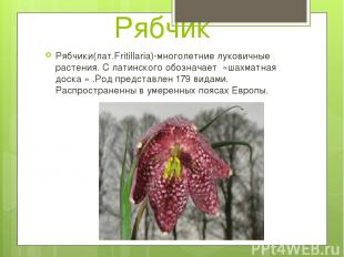 Рябчик Рябчики(лат.Fritillaria)-многолетние луковичные растения. С латинского об
