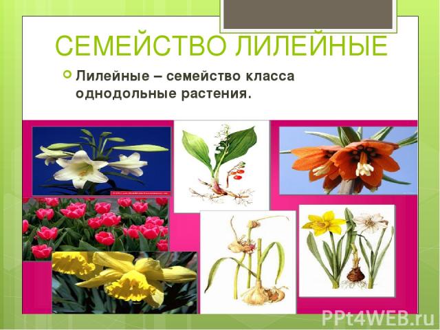 СЕМЕЙСТВО ЛИЛЕЙНЫЕ Лилейные – семейство класса однодольные растения. 