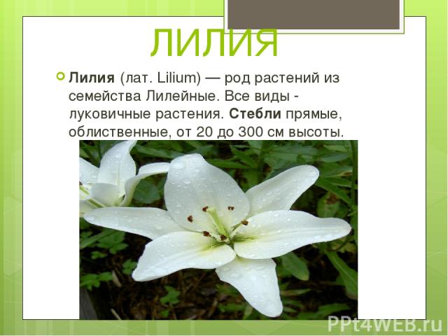 ЛИЛИЯ Лилия (лат. Lilium) — род растений из семейства Лилейные. Все виды - луковичные растения. Стебли прямые, облиственные, от 20 до 300 см высоты.