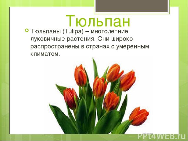 Тюльпан Тюльпаны (Tulipa) – многолетние луковичные растения. Они широко распространены в странах с умеренным климатом.