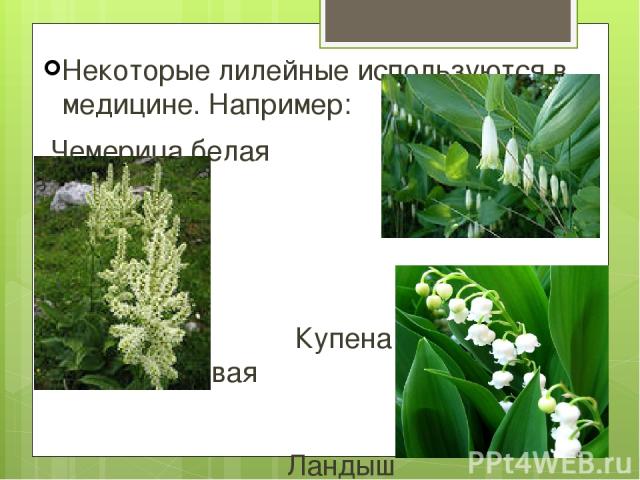 Некоторые лилейные используются в медицине. Например: Чемерица белая Купена многоцветковая Ландыш Майский служит также лекарственным растением
