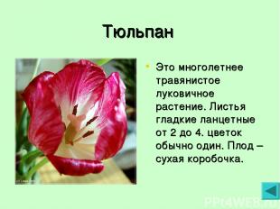Тюльпан Это многолетнее травянистое луковичное растение. Листья гладкие ланцетны