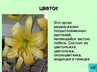 цветок Это орган размножения покрытосеменных растений, являющийся частью побега.