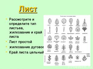 Лист Рассмотрите и определите тип листьев, жилкование и край листа Лист простой