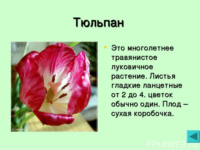Тюльпан Это многолетнее травянистое луковичное растение. Листья гладкие ланцетные от 2 до 4. цветок обычно один. Плод – сухая коробочка.