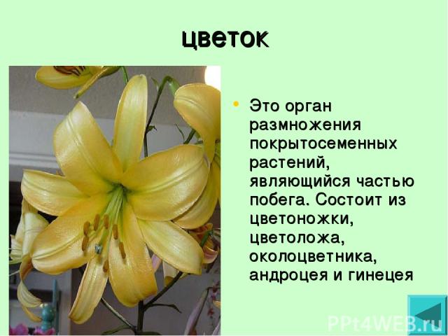 цветок Это орган размножения покрытосеменных растений, являющийся частью побега. Состоит из цветоножки, цветоложа, околоцветника, андроцея и гинецея