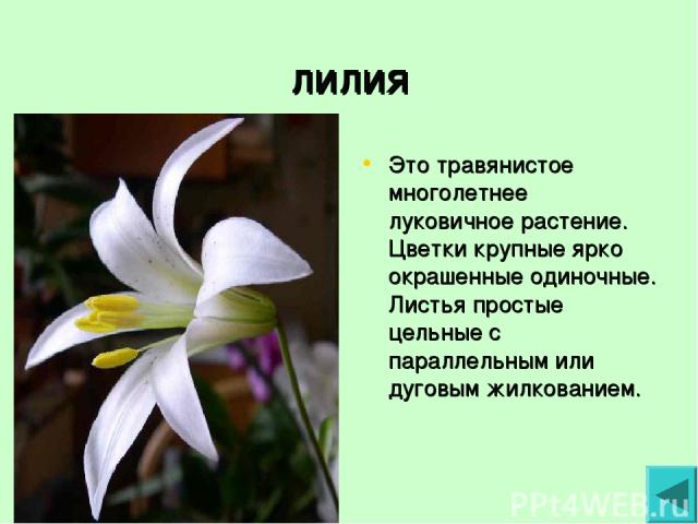 лилия Это травянистое многолетнее луковичное растение. Цветки крупные ярко окрашенные одиночные. Листья простые цельные с параллельным или дуговым жилкованием.