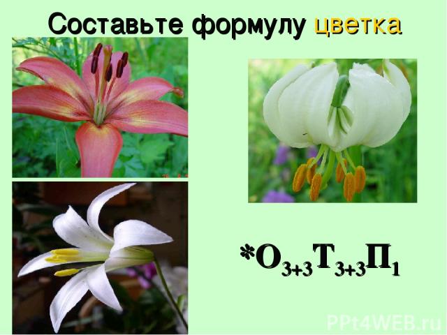 Составьте формулу цветка *О3+3Т3+3П1