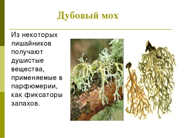 Дубовый мох Из некоторых лишайников получают душистые вещества, применяемые в парфюмерии, как фиксаторы запахов.