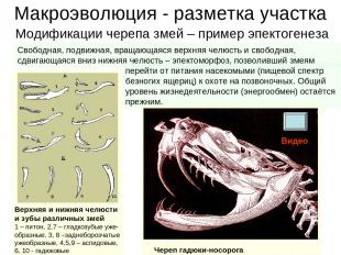 Макроэволюция - разметка участка Верхняя и нижняя челюсти и зубы различных змей