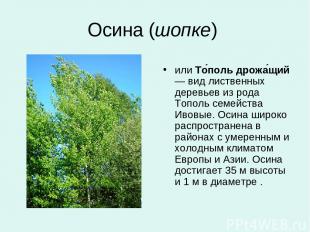 Осина (шопке) или То поль дрожа щий — вид лиственных деревьев из рода Тополь сем