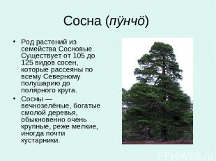 Сосна (пÿнчö) Род растений из семейства Сосновые Существует от 105 до 125 видов