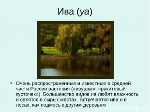Ива (уа) Очень распространённые и известные в средней части России растения («ив