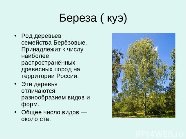 Береза ( куэ) Род деревьев семейства Берёзовые. Принадлежит к числу наиболее распространённых древесных пород на территории России. Эти деревья отличаются разнообразием видов и форм. Общее число видов — около ста.