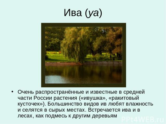 Ива (уа) Очень распространённые и известные в средней части России растения («ивушка», «ракитовый кусточек»). Большинство видов ив любят влажность и селятся в сырых местах. Встречается ива и в лесах, как подмесь к другим деревьям
