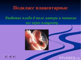 Подкласс плацентарные Развитие плода в теле матери и питание его через плаценту.