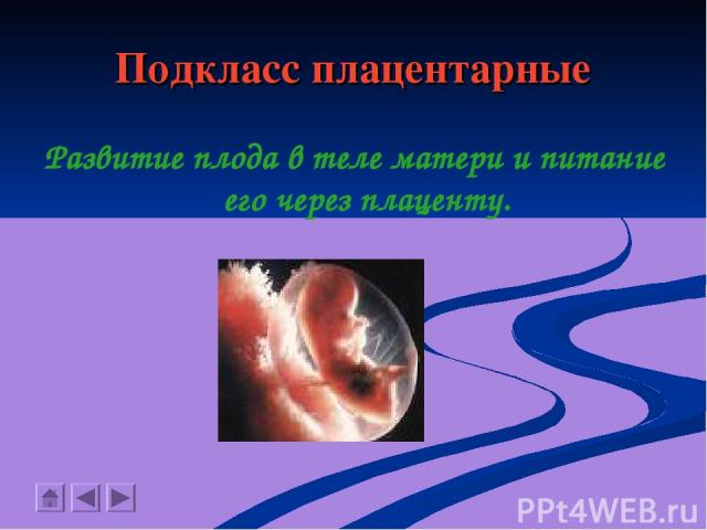 Подкласс плацентарные Развитие плода в теле матери и питание его через плаценту.