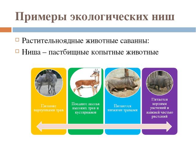 Примеры экологических ниш Растительноядные животные саванны: Ниша – пастбищные копытные животные