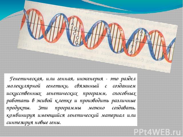 Генетическая, или генная, инженерия - это раздел молекулярной генетики, связанный с созданием искусственных генетических программ, способных работать в живой клетке и производить различные продукты. Эти программы можно создавать, комбинируя имеющийс…