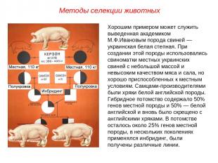 Хорошим примером может служить выведенная академиком М.Ф.Ивановым порода свиней