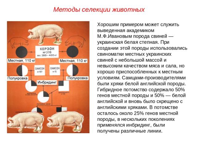 Хорошим примером может служить выведенная академиком М.Ф.Ивановым порода свиней — украинская белая степная. При создании этой породы использовались свиноматки местных украинских свиней с небольшой массой и невысоким качеством мяса и сала, но хорошо …