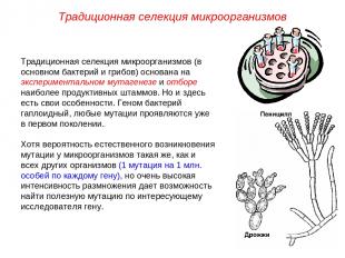 Традиционная селекция микроорганизмов (в основном бактерий и грибов) основана на