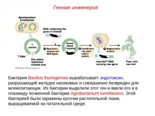 Бактерия Bacillus thuringiensis вырабатывает эндотоксин, разрушающий желудок нас
