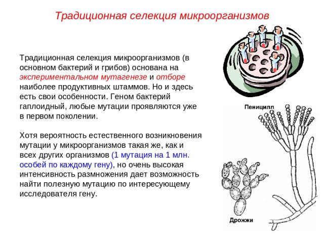 Традиционная селекция микроорганизмов (в основном бактерий и грибов) основана на экспериментальном мутагенезе и отборе наиболее продуктивных штаммов. Но и здесь есть свои особенности. Геном бактерий гаплоидный, любые мутации проявляются уже в первом…
