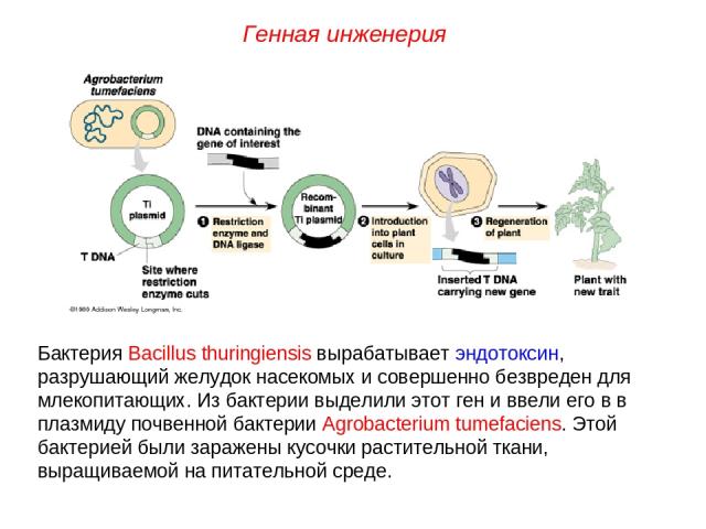 Бактерия Bacillus thuringiensis вырабатывает эндотоксин, разрушающий желудок насекомых и совершенно безвреден для млекопитающих. Из бактерии выделили этот ген и ввели его в в плазмиду почвенной бактерии Agrobacterium tumefaciens. Этой бактерией были…