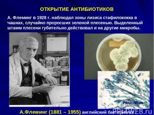 ОТКРЫТИЕ АНТИБИОТИКОВ А. Флеминг в 1928 г. наблюдал зоны лизиса стафилококка в ч