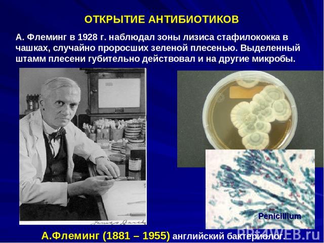 ОТКРЫТИЕ АНТИБИОТИКОВ А. Флеминг в 1928 г. наблюдал зоны лизиса стафилококка в чашках, случайно проросших зеленой плесенью. Выделенный штамм плесени губительно действовал и на другие микробы. А.Флеминг (1881 – 1955) английский бактериолог. Рenicillium