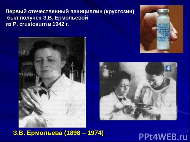 Первый отечественный пенициллин (крустозин) был получен З.В. Ермольевой из P. crustosum в 1942 г. З.В. Ермольева (1898 – 1974)