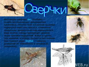 Настоящие сверчки (лат. Gryllidae) — семейство прыгающих прямокрылых насекомых;