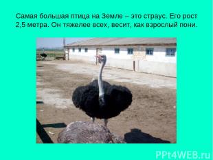 Самая большая птица на Земле – это страус. Его рост 2,5 метра. Он тяжелее всех,