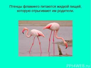 Птенцы фламинго питаются жидкой пищей, которую отрыгивают им родители.
