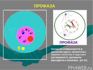 ПРОФАЗА Хроматин спирализуется в двухроматидные хромосомы; ядерная оболочка и яд