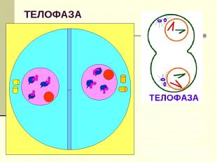 ТЕЛОФАЗА Однохроматидные (дочерние) хромосомы раскручиваются, форми-руется ядрыш