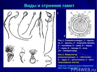 Виды и строение гамет 1 2 Рис.1. Сперматозоиды: 1 – кроли-ка, 2 – крысы, 3 – мор