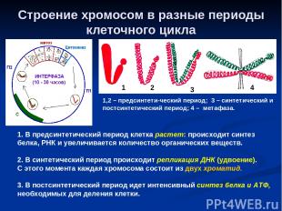 Строение хромосом в разные периоды клеточного цикла 1 2 3 4 1,2 – предсинтети-че