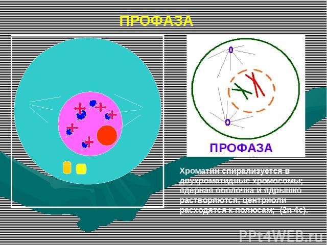 ПРОФАЗА Хроматин спирализуется в двухроматидные хромосомы; ядерная оболочка и ядрышко растворяются; центриоли расходятся к полюсам; (2n 4c).