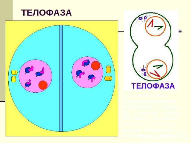ТЕЛОФАЗА Однохроматидные (дочерние) хромосомы раскручиваются, форми-руется ядрышко и вокруг них образуется ядерная оболочка; на экваторе начинает формироваться перегородка; в ядрах 2n2c.